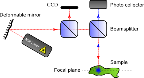 adaptive optics for two photon microscopy